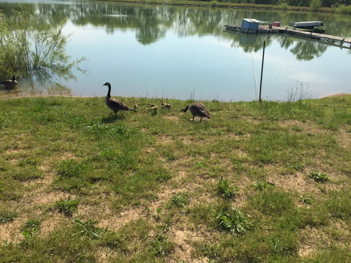 A small vegetable bed near a quiet lake at calm daylight with geese on grass, green and blue peaceful mood.